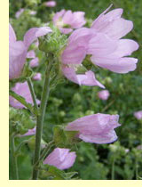  ,    (Malva melusa L.)
